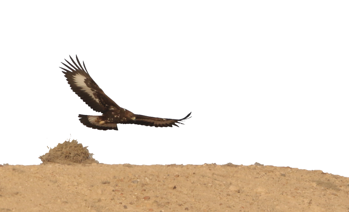 Golden Eagle - rashed hajji