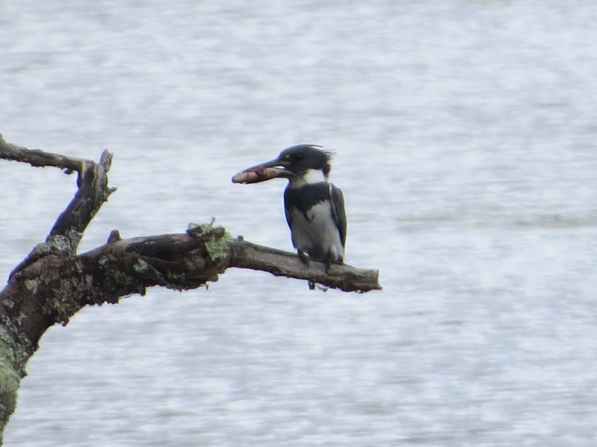 Belted Kingfisher - ML108812941
