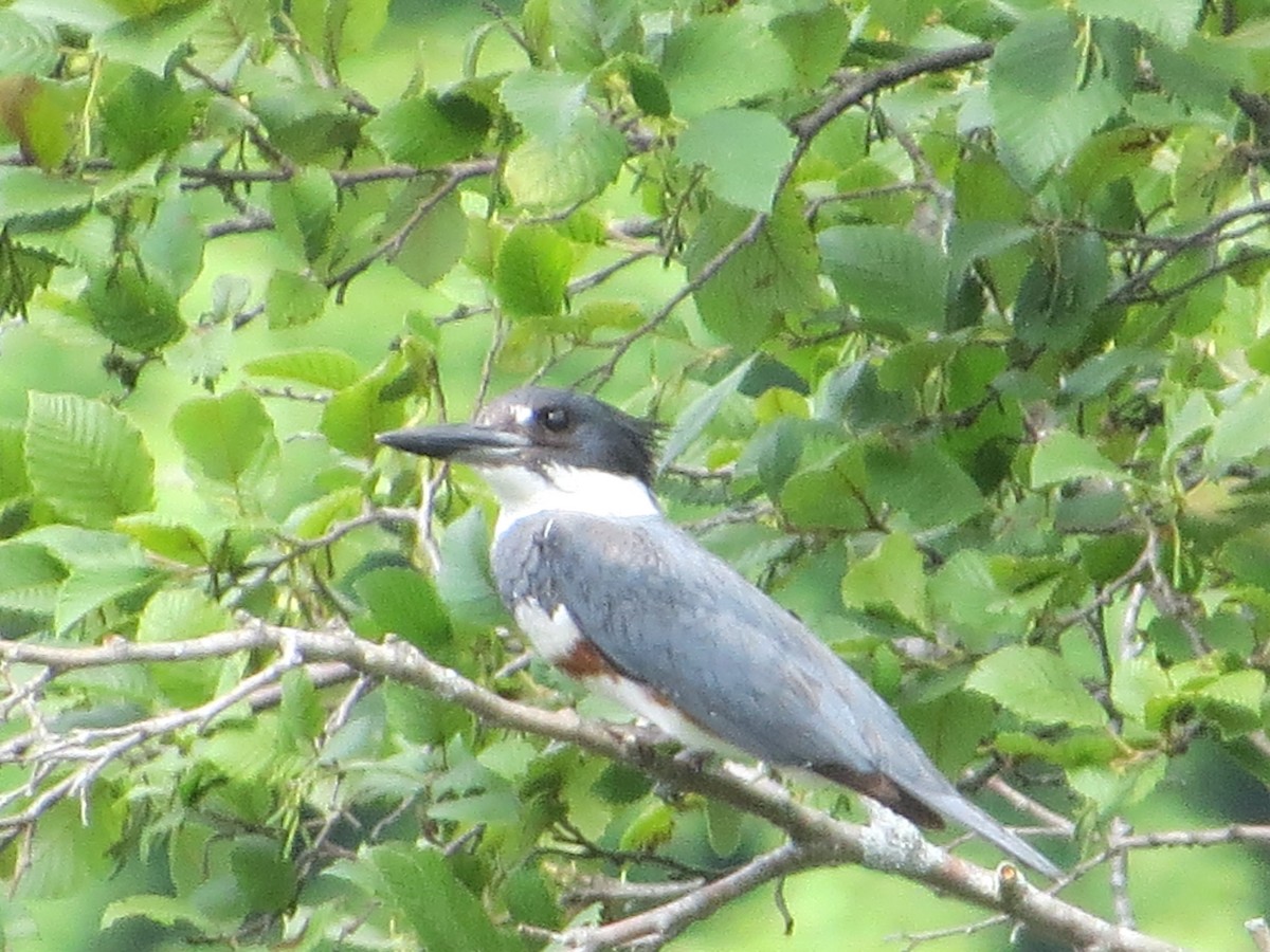 Belted Kingfisher - ML108812951