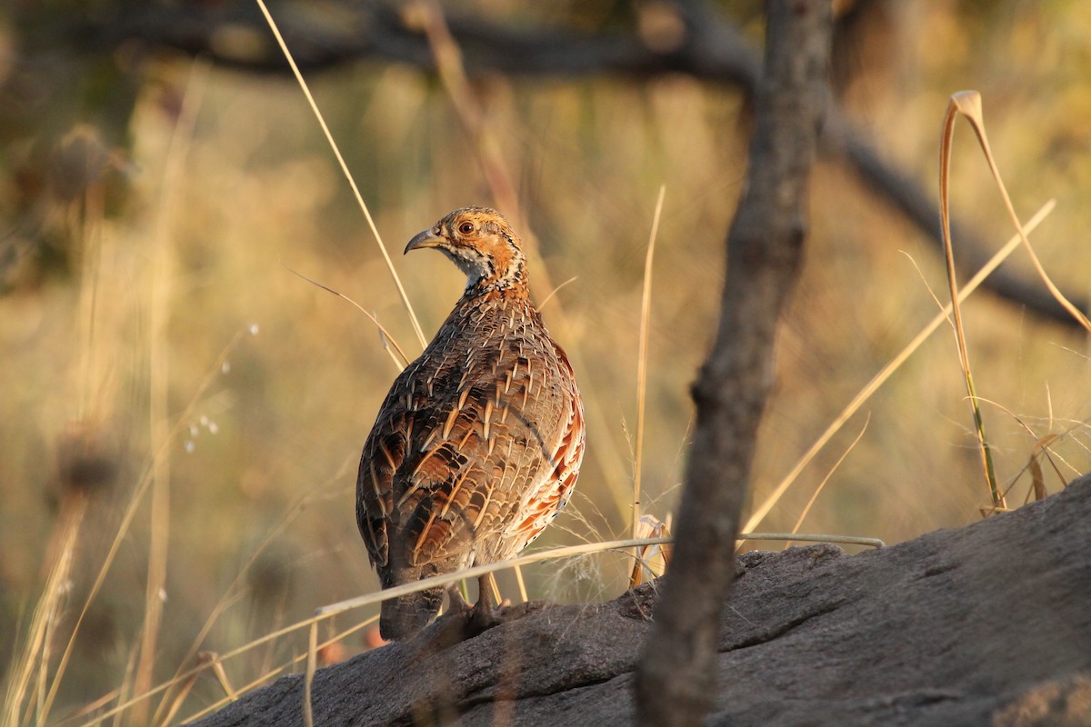 Shelley's Francolin - Kyle Gage