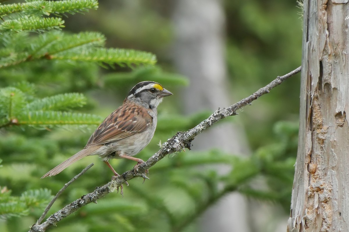 White-throated Sparrow - Rob Edsall