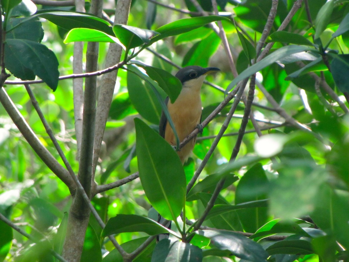 Mangrove Cuckoo - Richard Latuchie