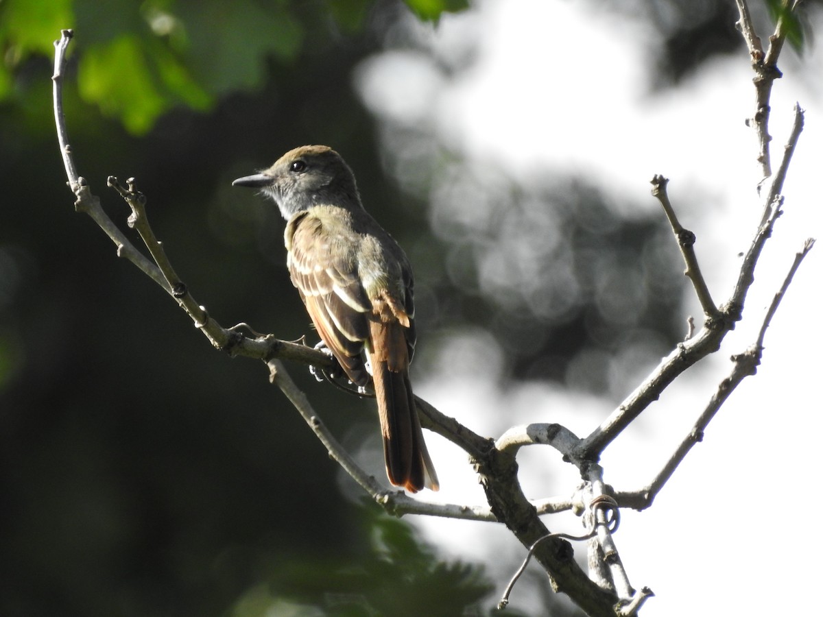 Great Crested Flycatcher - Pat Hare