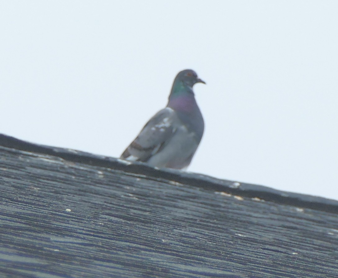 Rock Pigeon (Feral Pigeon) - ML108822331