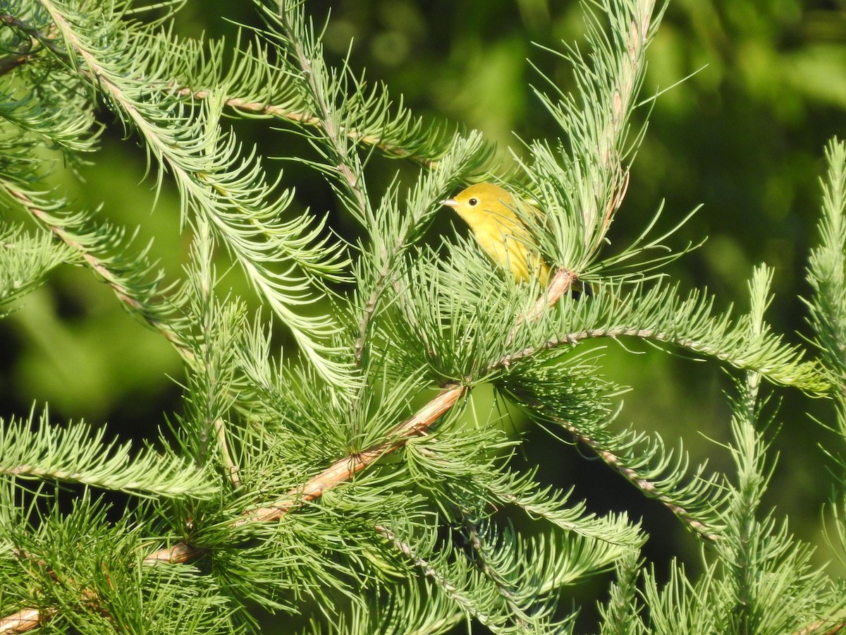 Yellow Warbler - Pat Hare
