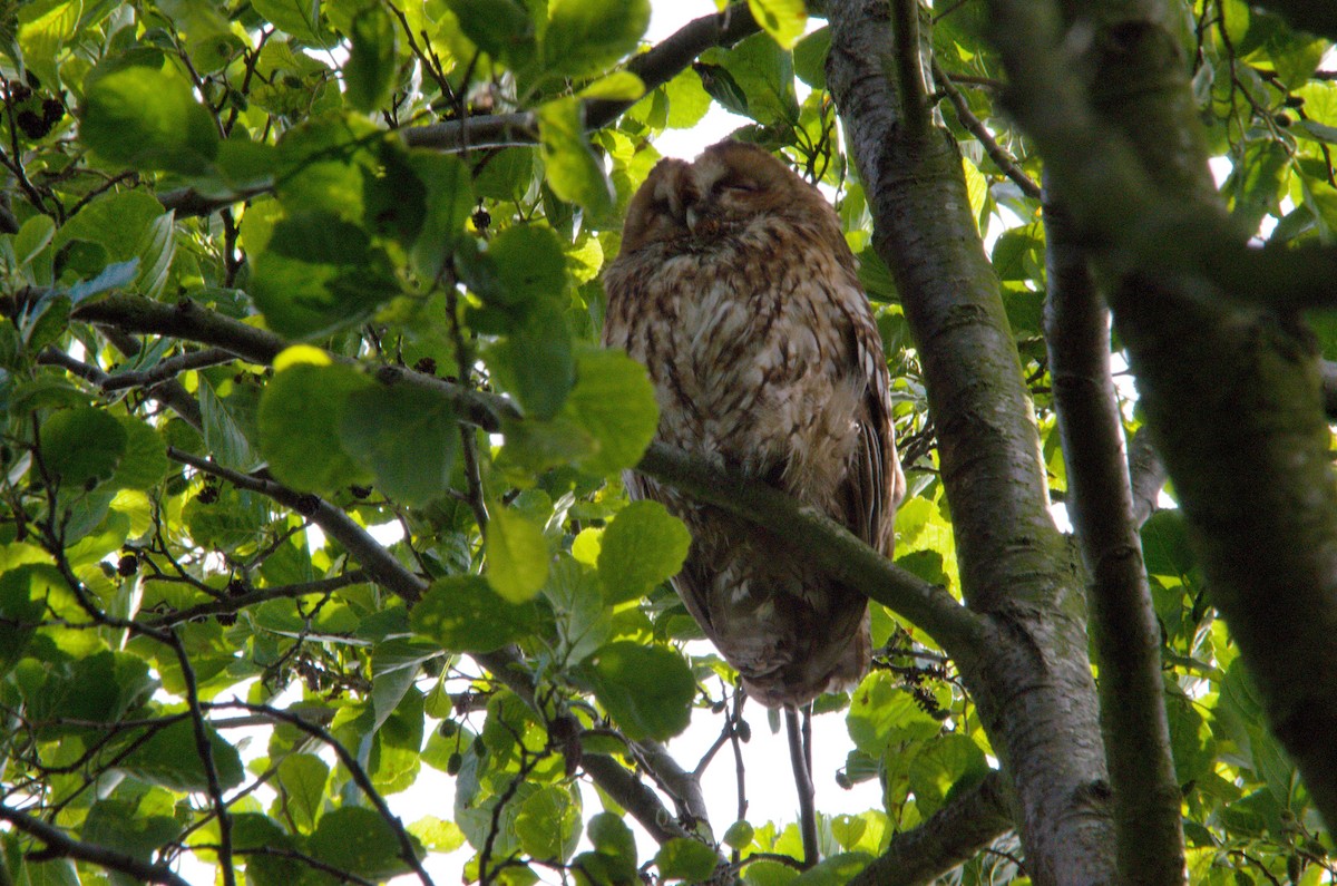 Tawny Owl - ML108824311