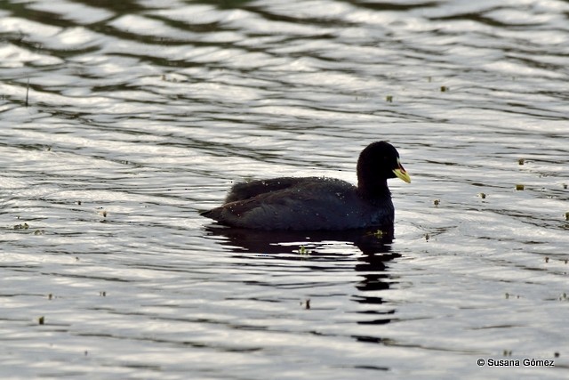 Red-gartered Coot - ML108833931
