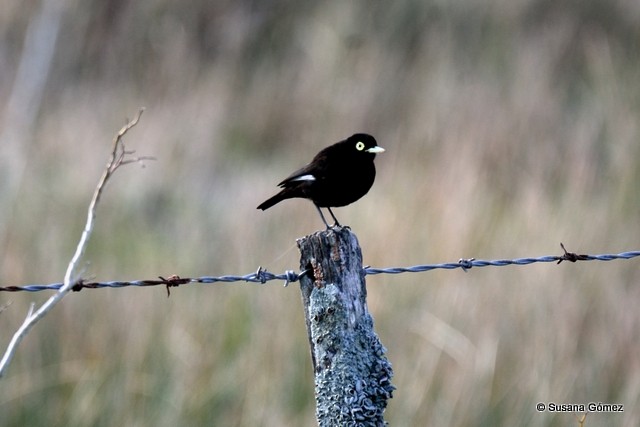 Spectacled Tyrant - ML108834821