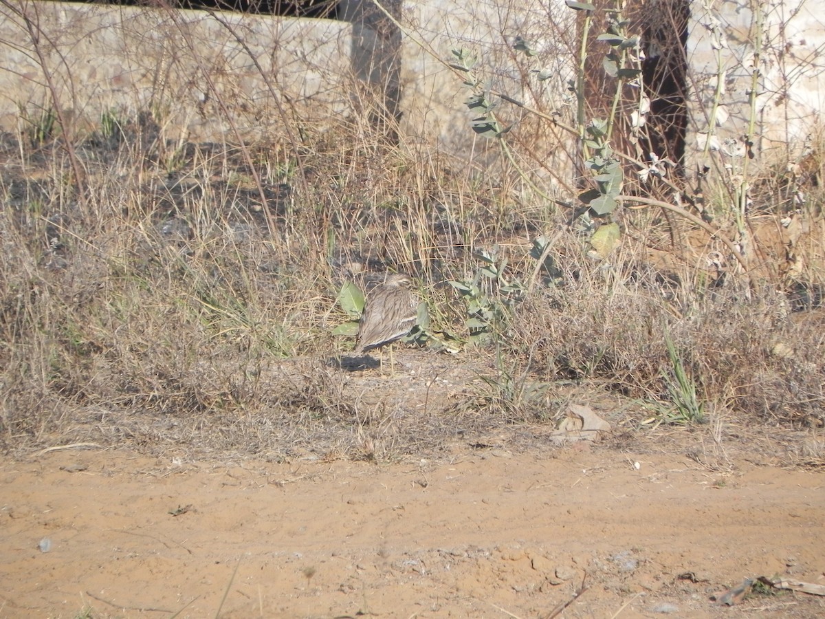 Indian Thick-knee - ML108836101