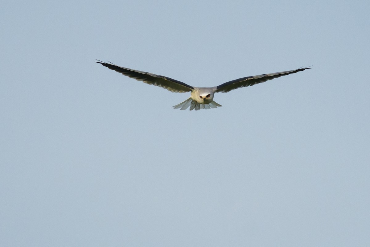White-tailed Kite - ML108839261