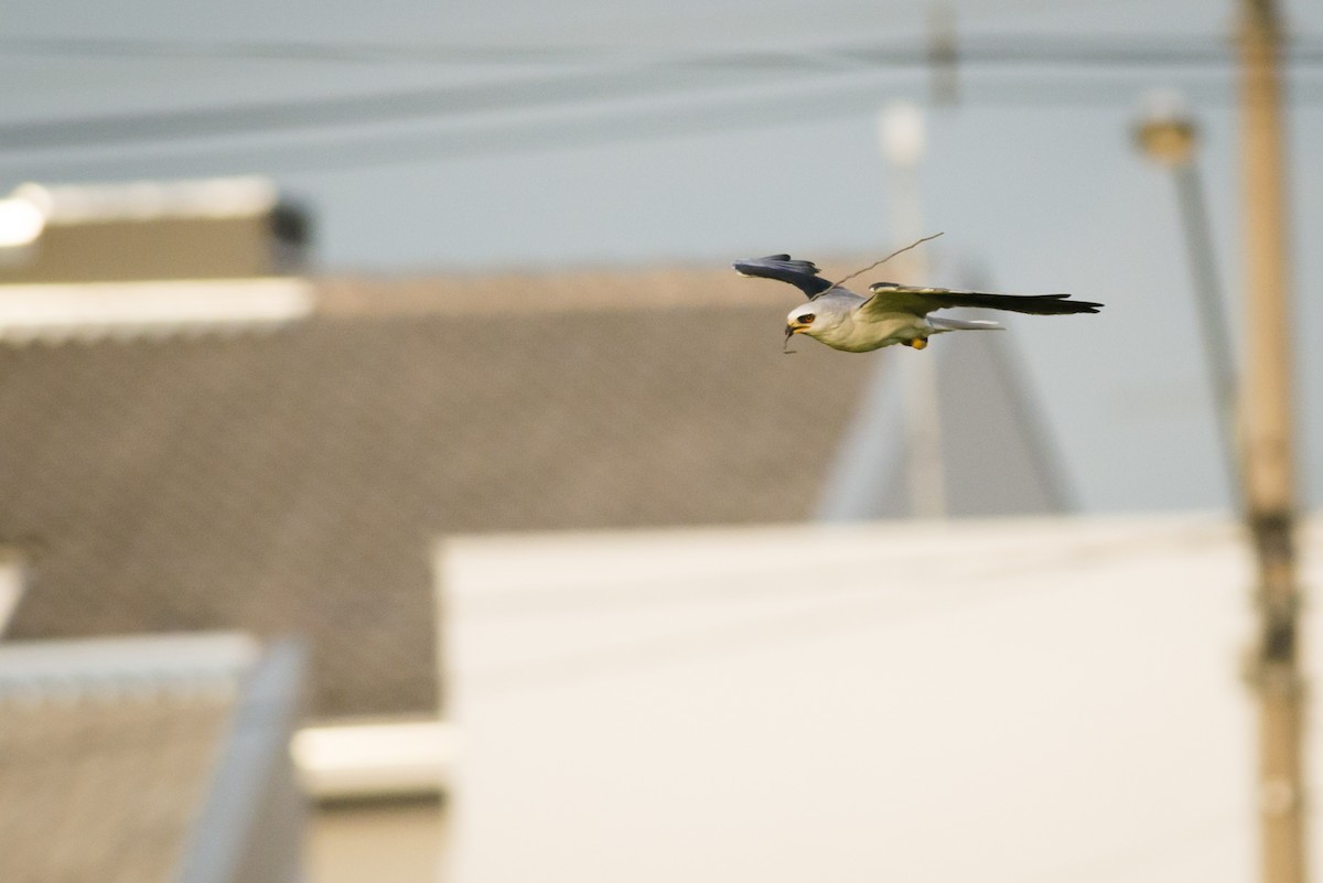 White-tailed Kite - ML108839371