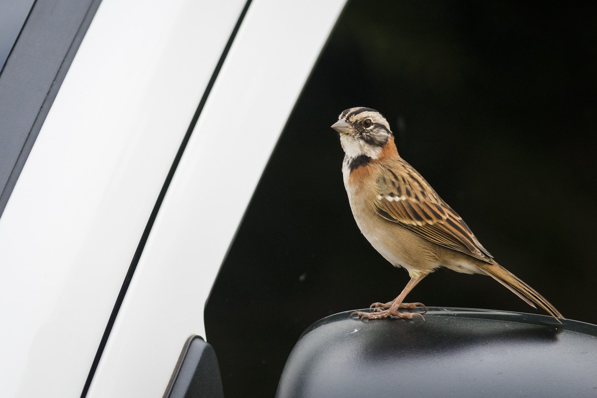Rufous-collared Sparrow - ML108839421