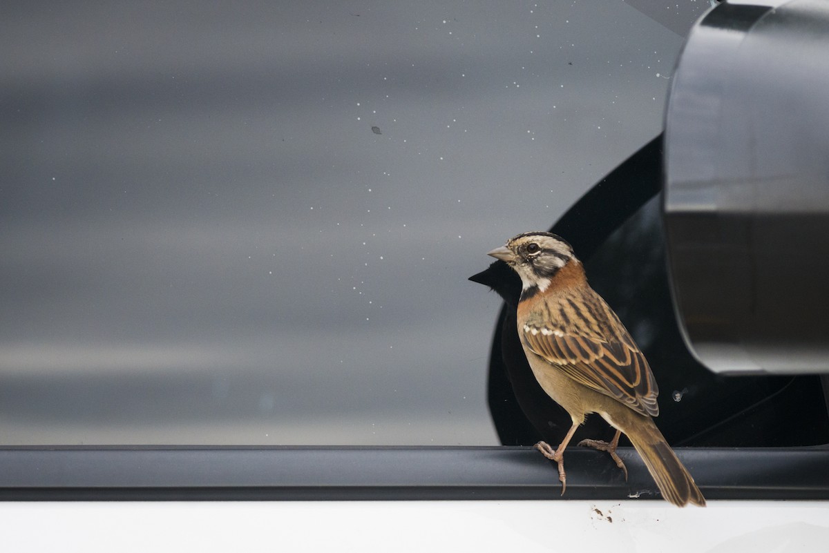 Rufous-collared Sparrow - ML108839441