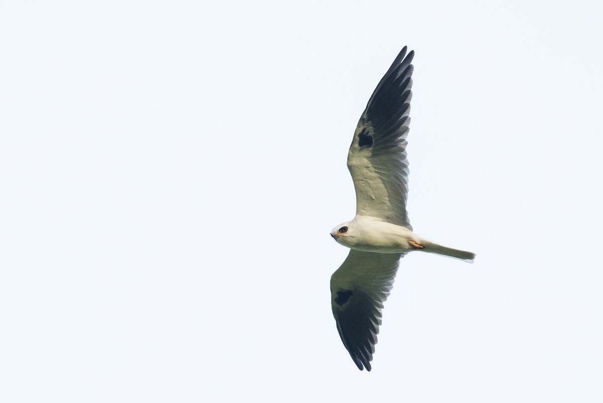 White-tailed Kite - ML108840051