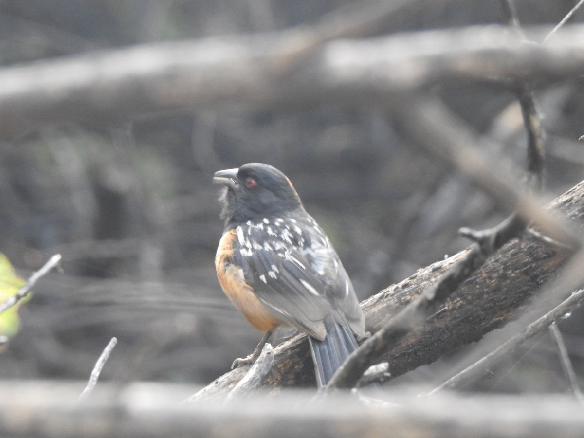 Spotted Towhee - ML108841271