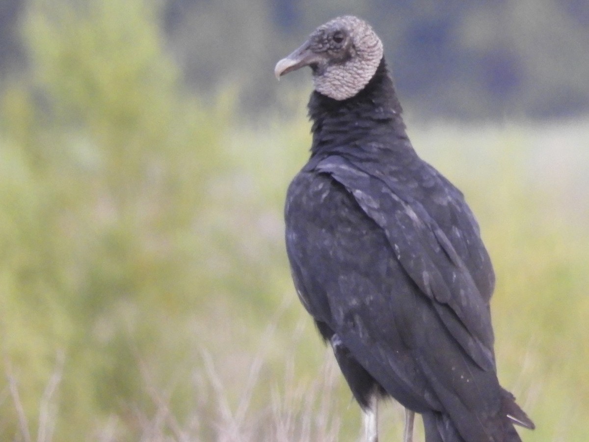Black Vulture - Susan Kosoris