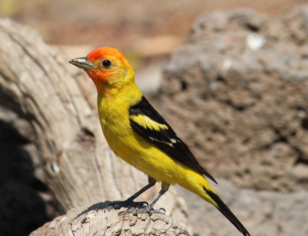 Western Tanager - ML108844041