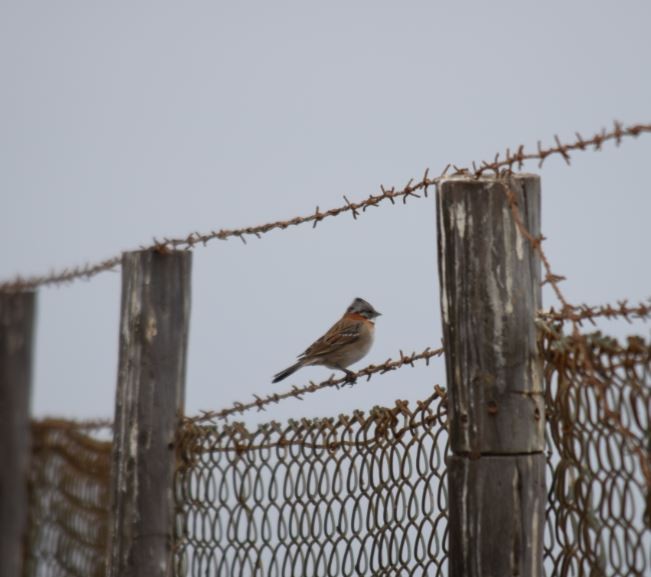 Rufous-collared Sparrow - ML108844461