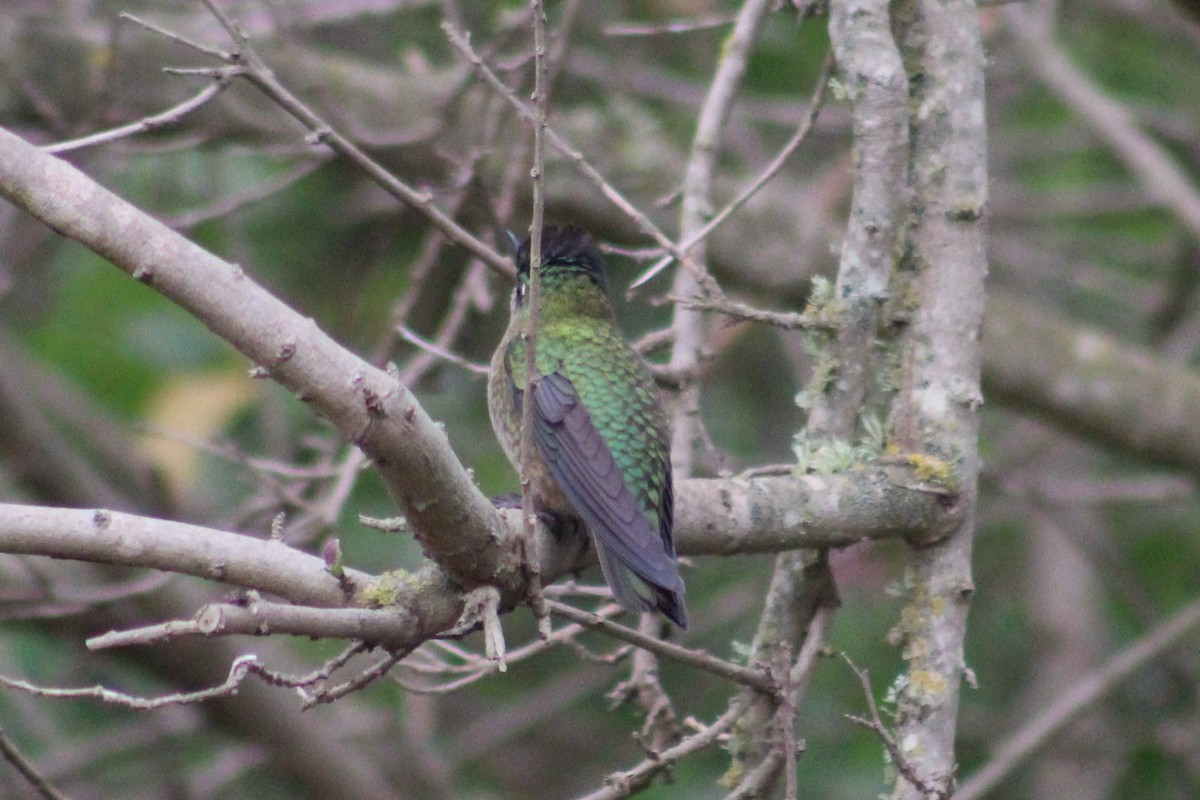 Green-backed Firecrown - ML108846291