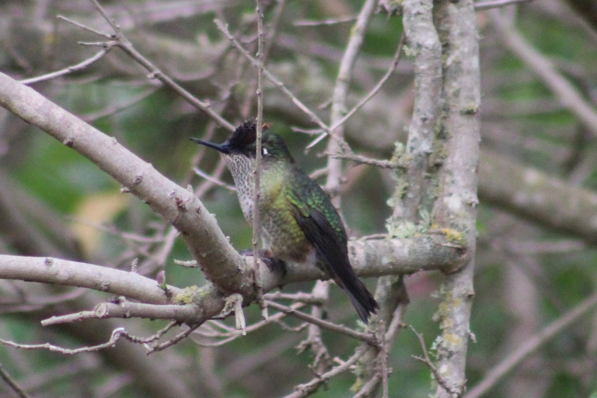 Green-backed Firecrown - ML108846301