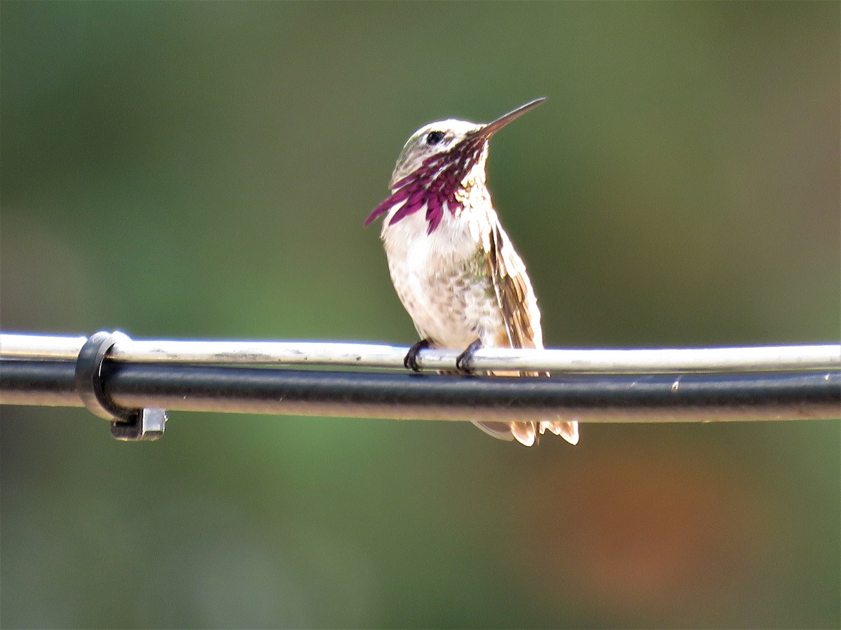 Calliope Hummingbird - Suzanne Odum