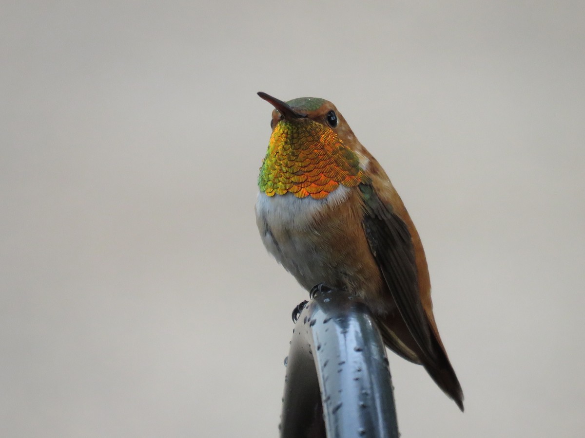 Rufous Hummingbird - Suzanne Odum