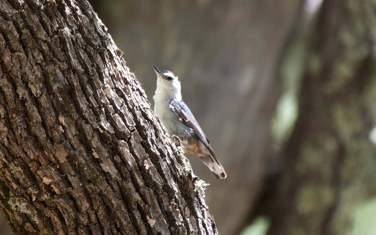 White-breasted Nuthatch - Ulysses Ortiz