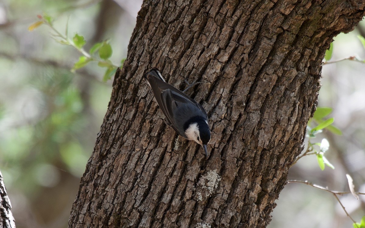 White-breasted Nuthatch - ML108856091