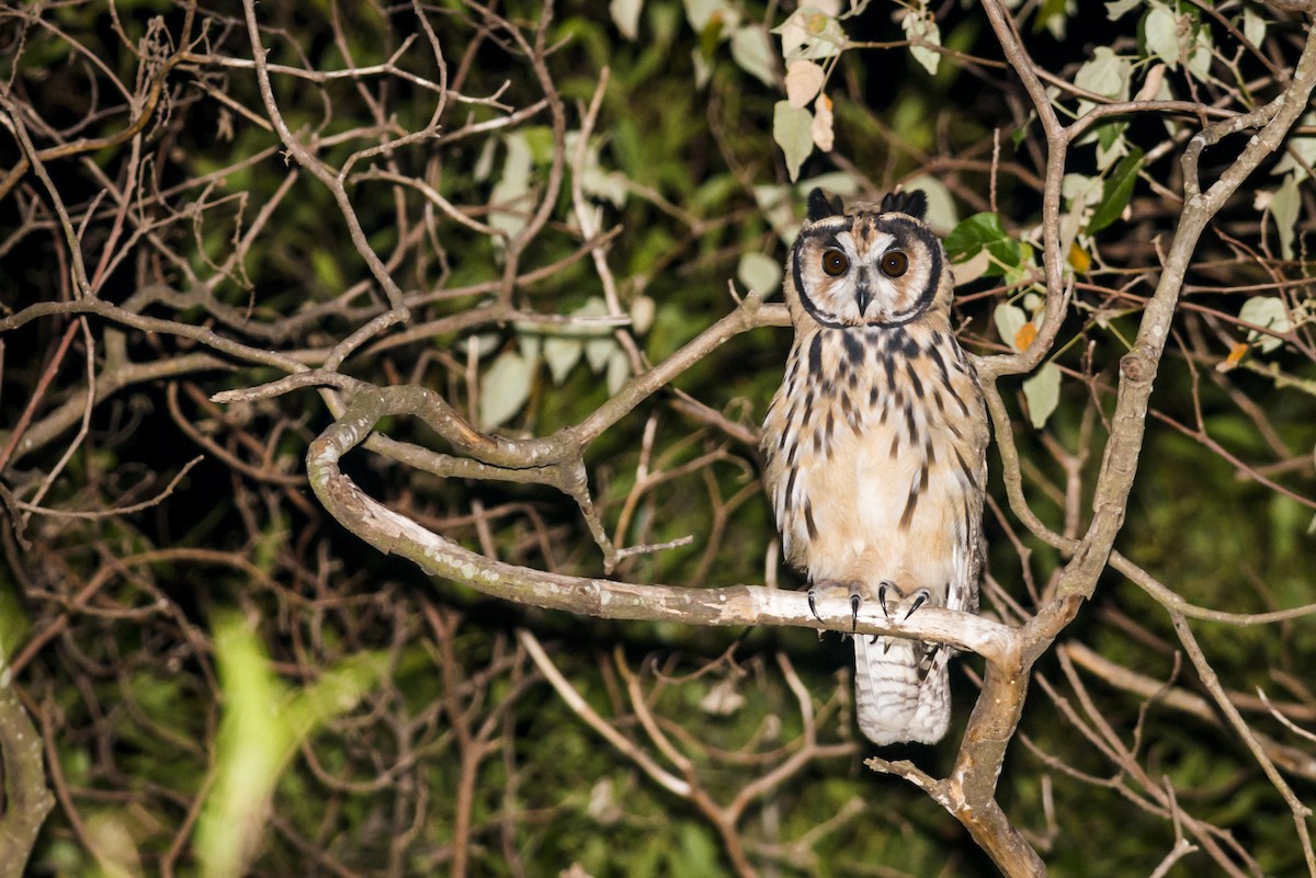 Striped Owl - ML108857921