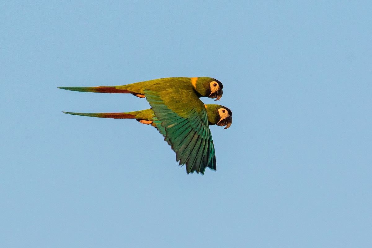 Yellow-collared Macaw - graichen & recer