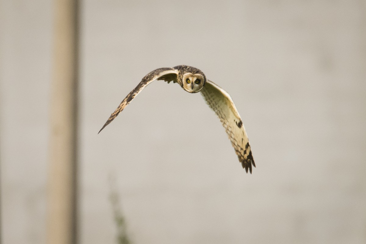 Short-eared Owl - Claudia Brasileiro