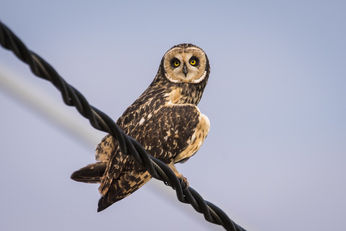 Short-eared Owl - Claudia Brasileiro