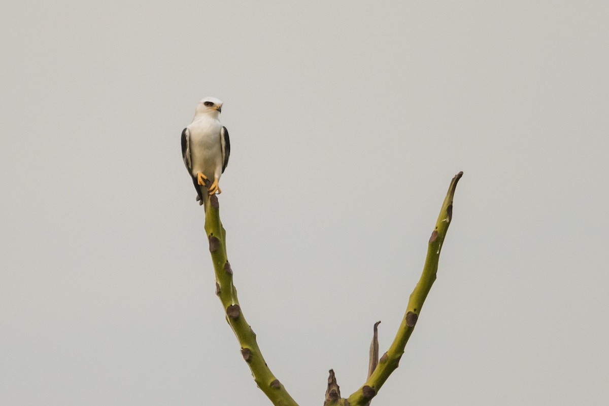 White-tailed Kite - ML108861221