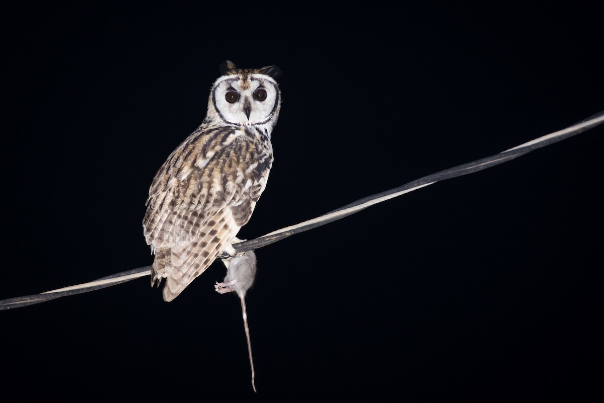 Striped Owl - ML108861291