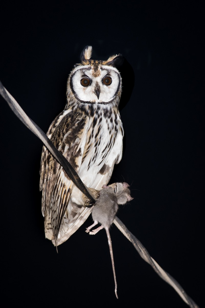 Striped Owl - ML108861311