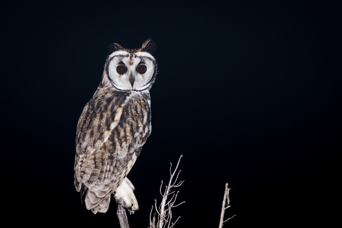 Striped Owl - ML108861321