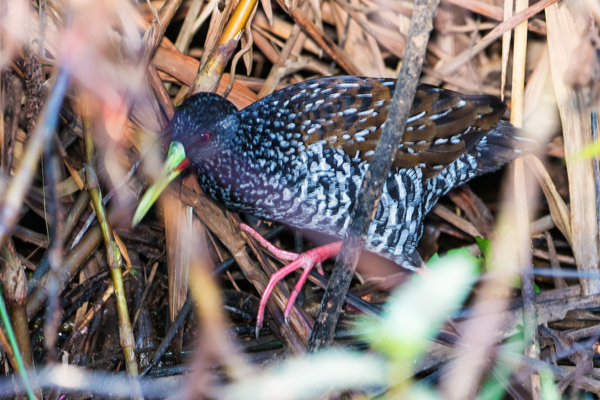 Spotted Rail - ML108861581