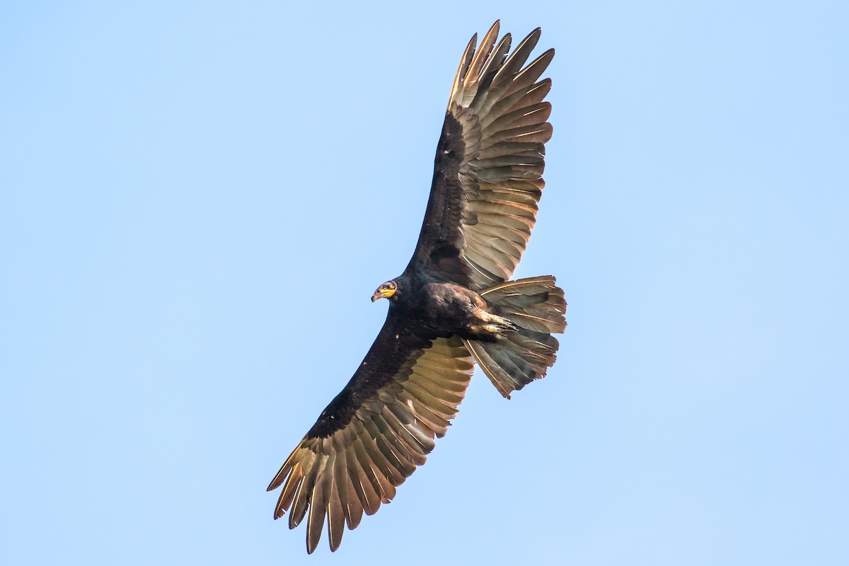 Greater Yellow-headed Vulture - ML108863861