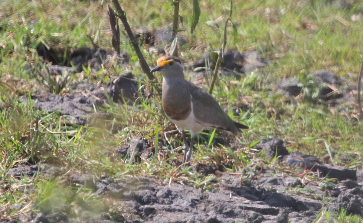 Brown-chested Lapwing - Gil Ewing