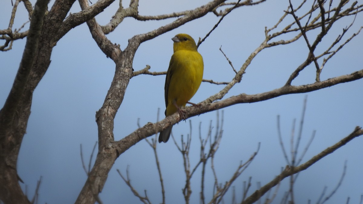 Stripe-tailed Yellow-Finch - ML108866571