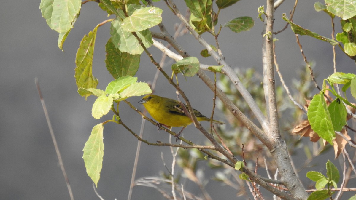 Stripe-tailed Yellow-Finch - ML108866581