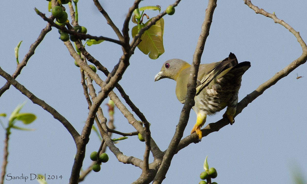 Yellow-footed Green-Pigeon - ML108873101