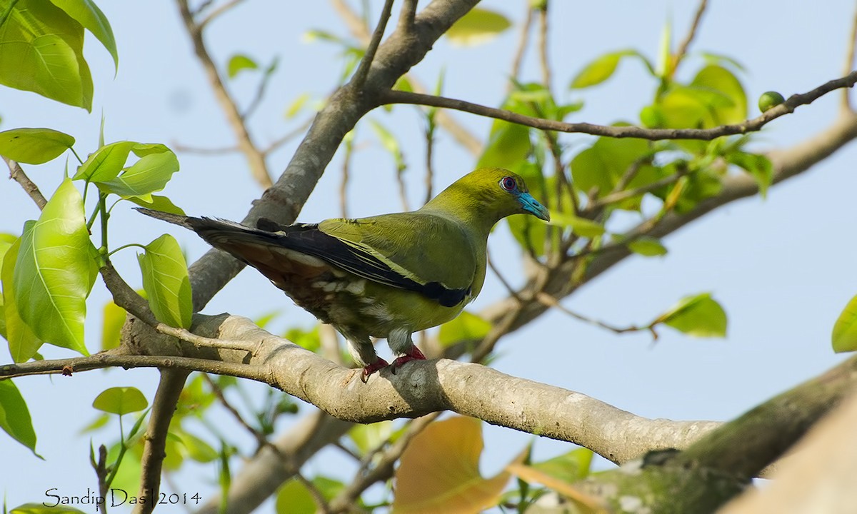 Pin-tailed Green-Pigeon - Sandip Das