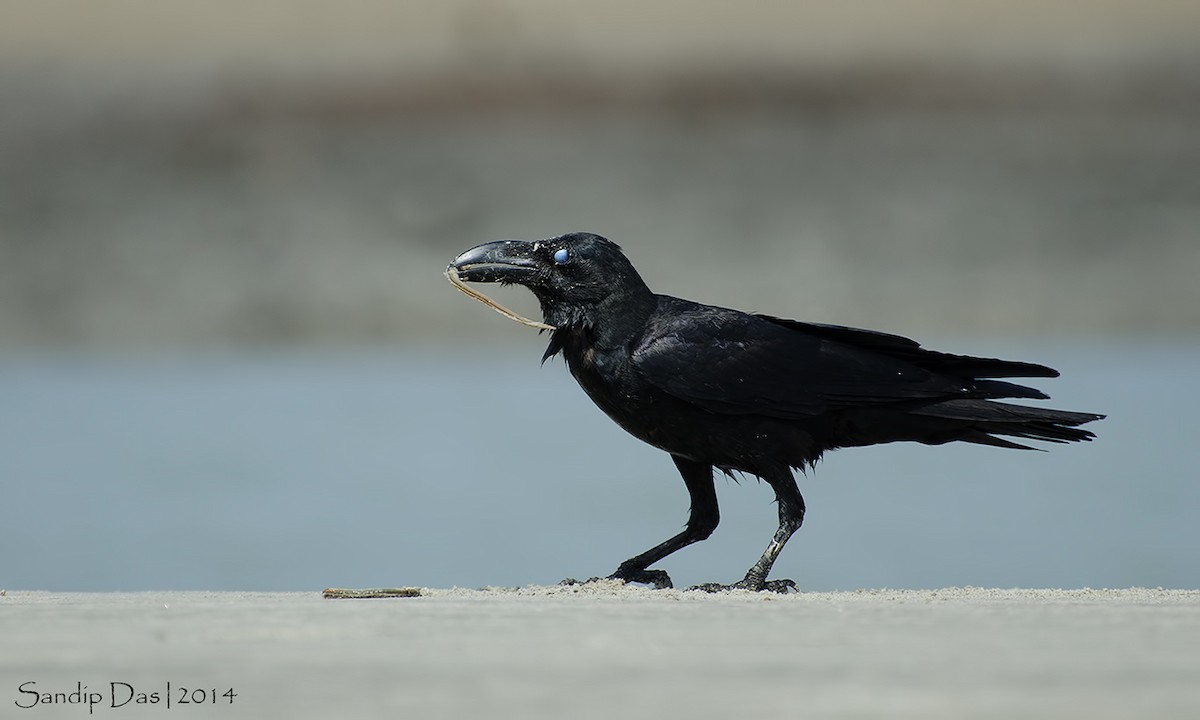 Large-billed Crow (Indian Jungle) - ML108874081