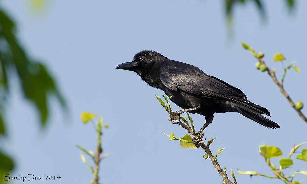 Large-billed Crow (Indian Jungle) - ML108874091