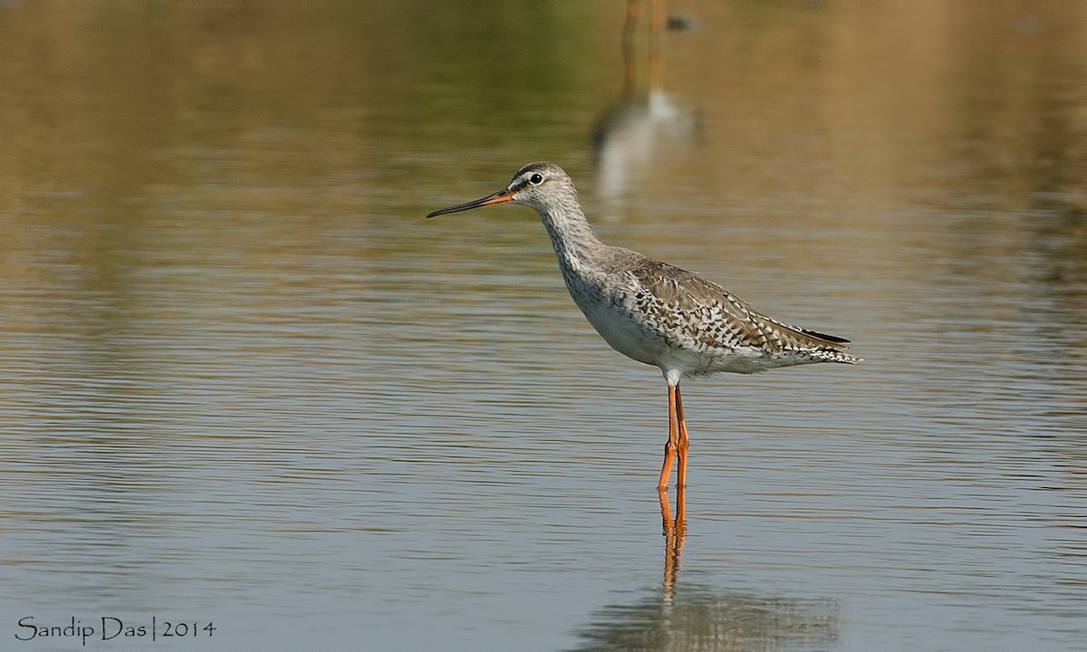 Spotted Redshank - ML108874151