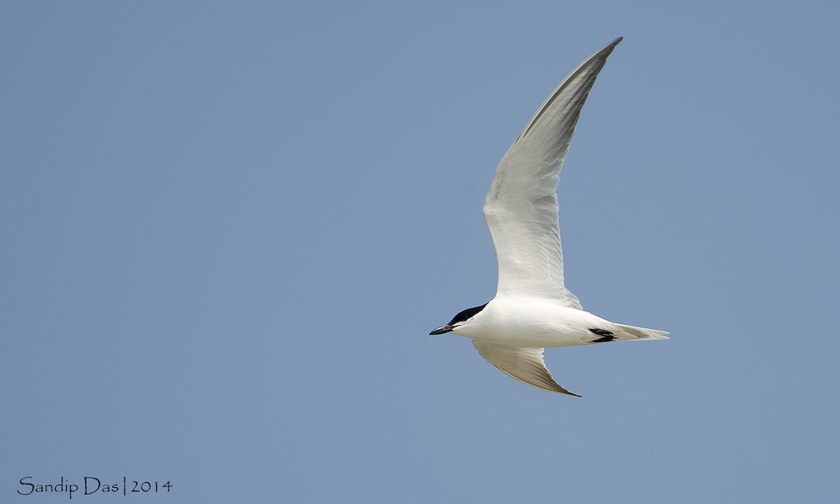 Gull-billed Tern - Sandip Das