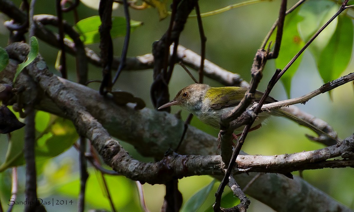 Common Tailorbird - Sandip Das