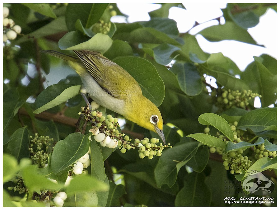 Zosterops whiteeye sp. eBird
