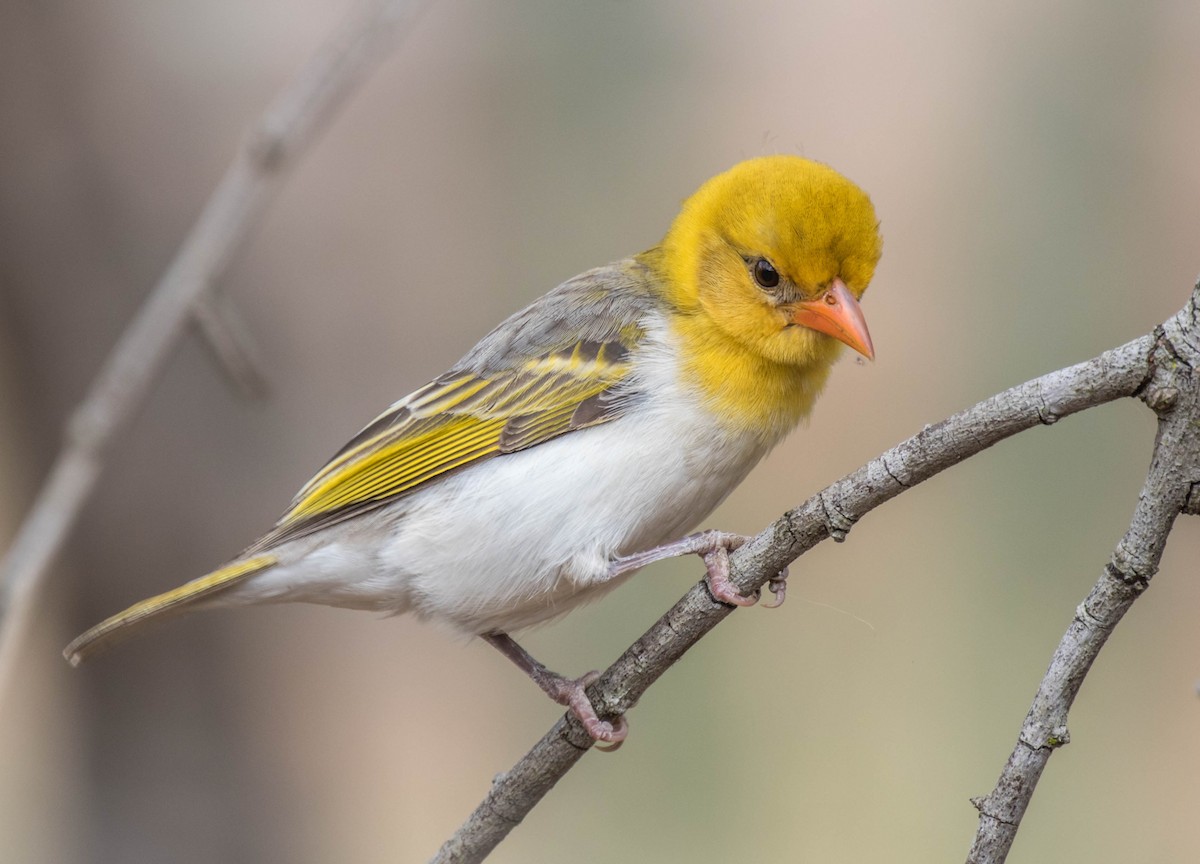 Red-headed Weaver - Marna Buys
